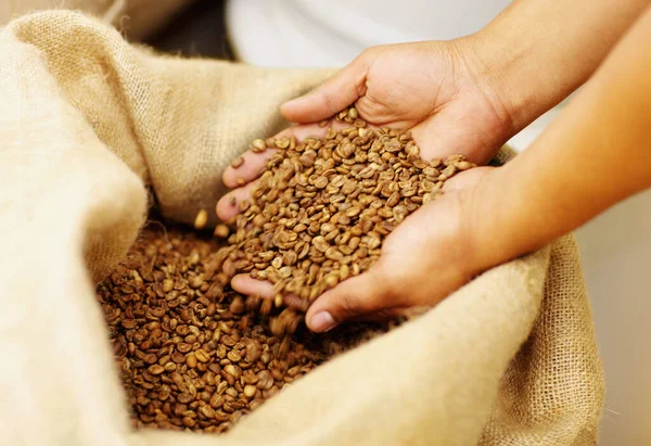 Manos Producción Granos Café Saco Arpillera Para Cafeína Orgánica Natural — Foto de Stock