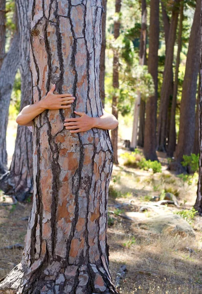 拥抱与人在户外 树木与森林的可持续性 自然与碳足迹 变本加厉 人与自然的爱人拥抱 森林与清洁能源与气候变化和保护 — 图库照片