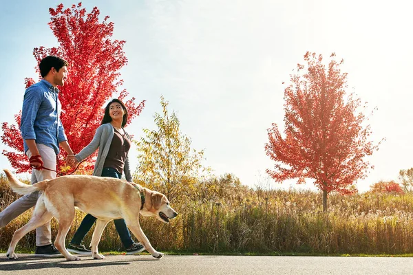 拥有宠物的夫妇更亲近了 一对可爱的年轻夫妇带着他们的狗在公园里散步 — 图库照片