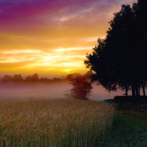 农场上空雾蒙蒙的黎明 在一个风景如画的农场景观上 晨雾朦胧 — 图库照片