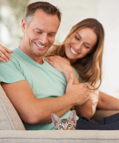 他太可爱了 一对成熟的夫妇在家里和他们的小猫玩耍 — 图库照片