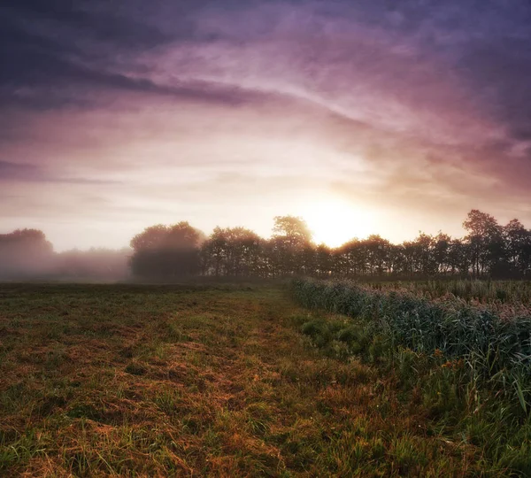 Morning breaks over a Danish meadow. The sun rising over a misty Danish meadow