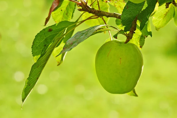 ピッキングのための熟した 果樹園の枝にぶら下がっている緑のリンゴ クローズアップ — ストック写真