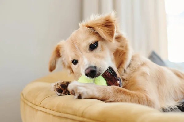 Este Juguete Solo Juguete Perro Adorable Tumbado Sofá Casa Jugando — Foto de Stock