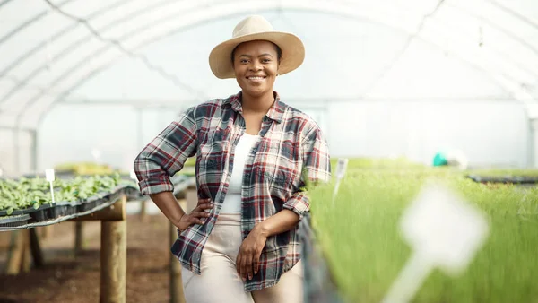 Bahçedeki Mutlu Bir Çiftçinin Portresi Serada Duran Genç Bir Çiftçi — Stok fotoğraf