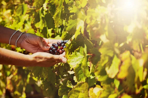 Closeup of unknown mixed race farmer picking fresh red grapes off plant in vineyard. Hispanic woman touching her crops and produce to examine them on wine farm in summer. Checking fruit for harvest.