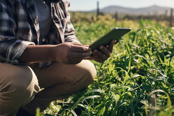用聪明的应用程序简化了作物监测 在农场工作时使用数字平板电脑的无法辨认的人 — 图库照片