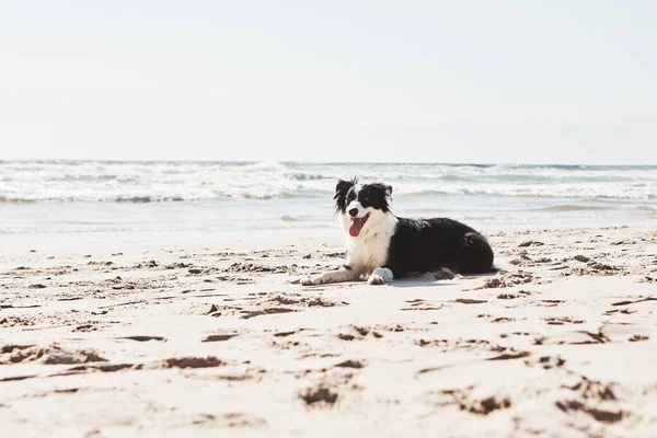 当你带着一只狗伙伴时 海滩的日子会更好 海滩上可爱的边境牧羊犬 — 图库照片