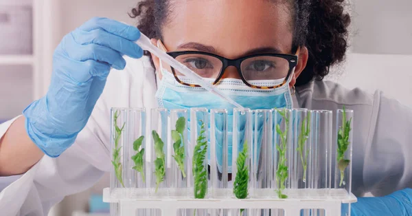 Studiuje Wszystkie Formy Życia Roślinnego Młody Naukowiec Pracujący Próbkami Roślin — Zdjęcie stockowe