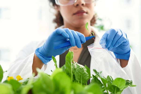 세상을 구하기 최선을 있었다 과학자가 실험을 식물에서 샘플을 채취하는 — 스톡 사진