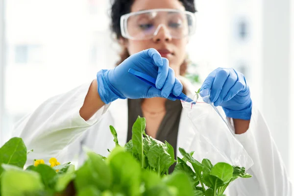 치료제를 개발중이야 과학자가 실험을 식물에서 샘플을 채취하는 — 스톡 사진