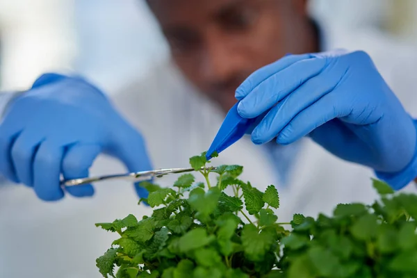 만잘라야 것같아요 기사보기 익명의 과학자가 보호용 장갑을 실험실 가위로 식물을 — 스톡 사진
