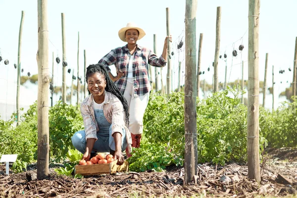 Due Agricoltori Che Raccolgono Pomodori Coltivatore Che Raccoglie Una Cassa — Foto Stock