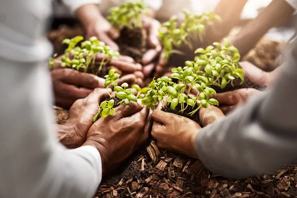 Växande Framgång Tillsammans Närbild Skott Grupp Företagare Som Håller Växter — Stockfoto