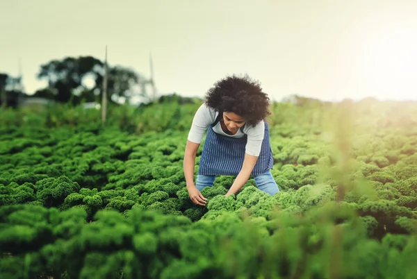 Controlo Ambiente Crescente Seu Jardim Uma Jovem Agricultora Atraente Que — Fotografia de Stock