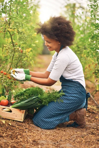 她的西红柿种植得很小心 一个年轻貌美的女农民从庄稼中收获新鲜农产品的全景照片 — 图库照片
