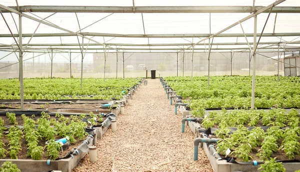 Uma Coleção Plantas Uma Estufa Fazenda Plantas Que Crescem Estufa — Fotografia de Stock