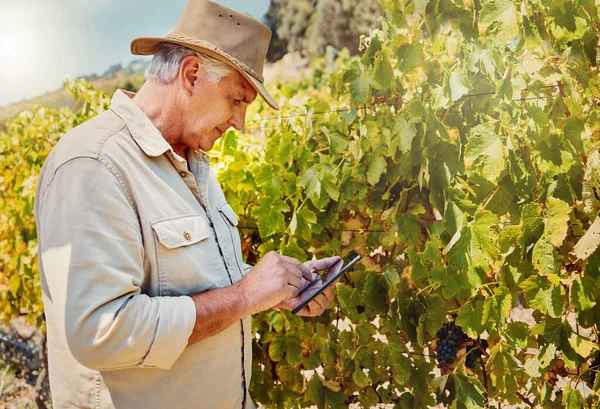 ブドウ畑にデジタルタブレットを使っている一人の上級の白人農家 夏にはワイン畑で技術を使いながら一人で立って閲覧するシリアス高齢者 農業と農業を営む古い農家 — ストック写真