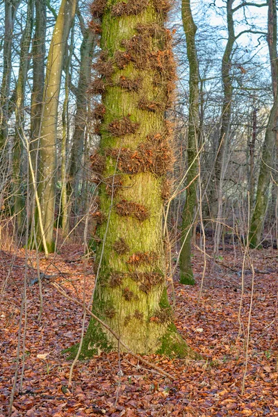 Drzewa Wszystkich Rodzajów Pór Roku Piękny Świat Różnic Drzewa Lasy — Zdjęcie stockowe