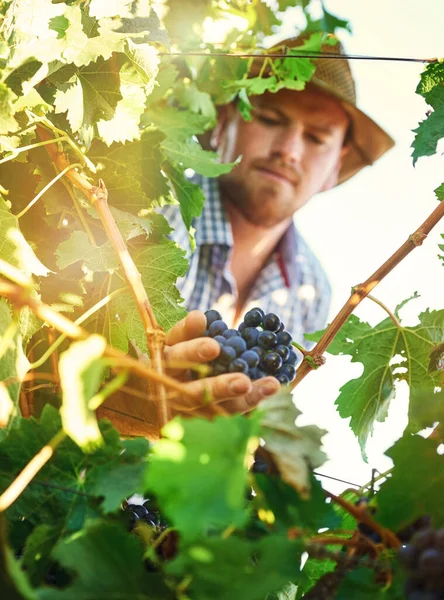 Cultivar Uvas Puede Ser Una Empresa Gratificante Para Granja Agricultor — Foto de Stock