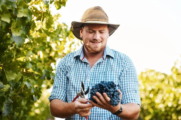 拿着他努力工作的回报 在葡萄园里拿着一串葡萄的农民 — 图库照片