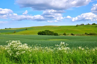 Photos from Denmark. A photo of the Danish countryside at summertime