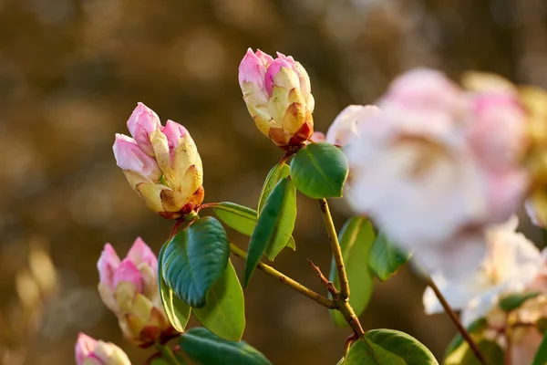 Adding Little Colour Springtime Beautiful Flowers — Stock Photo, Image