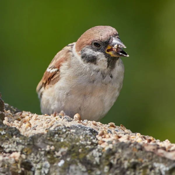 Sparrow Sparrows Family Small Passerine Birds Passeridae Also Known True — Stock Photo, Image