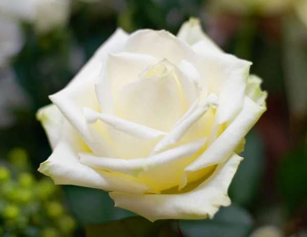 Nature, flower and closeup of a white rose in a garden for a spring bouquet in a green environment. Sustainable, petals and zoom of a natural floral plant in a bush for gardening or outdoor botanical.