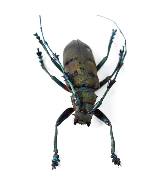 Escarabajo Cuerno Largo Aislado Estudio Fondo Blanco Para Estudio Biología —  Fotos de Stock