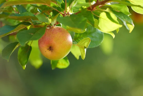 Яблуко День Тримає Лікаря Подалі Яблуко Ніколи Виглядало Привабливо Дійсно — стокове фото