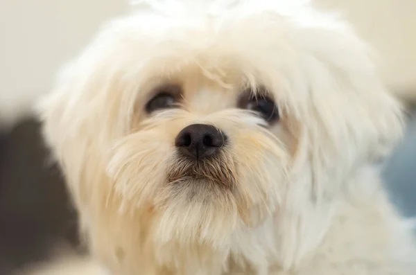 Kutyák Arc Portré Kedvtelésből Tartott Állat Uszkár Vagy Állat Pihenni — Stock Fotó