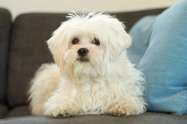 Poodle Perro Sentado Sofá Sala Estar Hogar Retrato Cachorro Blanco —  Fotos de Stock