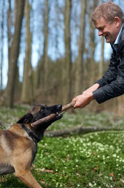 狗和拉手杖在训练中带着微笑 在大自然的森林里玩捉迷藏游戏 锻炼或学习 强壮的手 木和宠物动物 为了健康 在乡间快乐或户外 — 图库照片