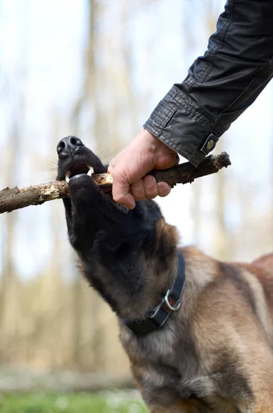 狗和拉手杖在训练中咬一口 在自然森林里玩耍带健康 锻炼或学习 农村地区有强壮的牙齿 下颚和室外活动的人 木材和宠物动物 — 图库照片