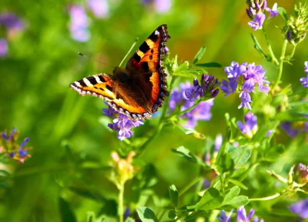 One Natures Gems Small Tortoiseshell Butterfly Perched Some Flowers Closeup — Stock Photo, Image
