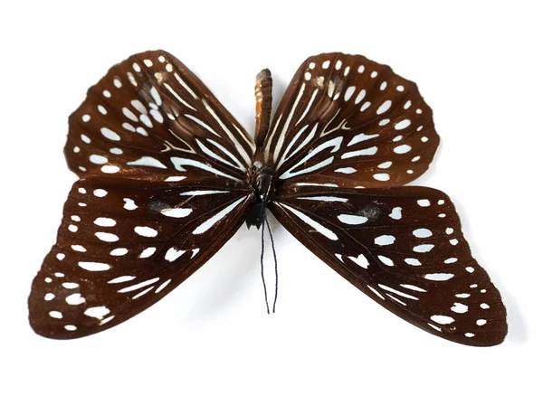 Изолированная Бабочка Крылья Студия Белом Фоне Крупного Плана Изучения Природы — стоковое фото