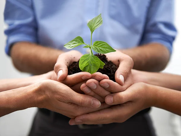 Closeup Grupo Mãos Pessoas Plantas Sustentabilidade Para Iniciar Pequenos Negócios — Fotografia de Stock