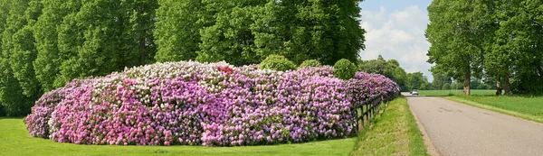 Rhododendron Garden Flowers May — ストック写真