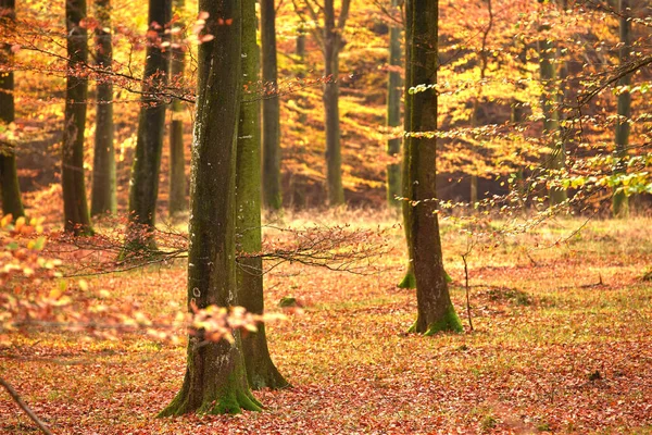 Ομορφιά Του Φθινοπώρου Δάσος Και Τοπίο Στα Χρώματα Του Φθινοπώρου — Φωτογραφία Αρχείου