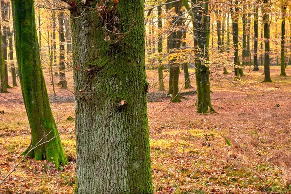 Красота Осени Лес Пейзаж Цветах Осени — стоковое фото