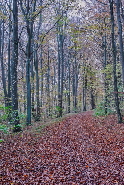 Höstens Skönhet Skog Och Landskap Höstens Färger — Stockfoto