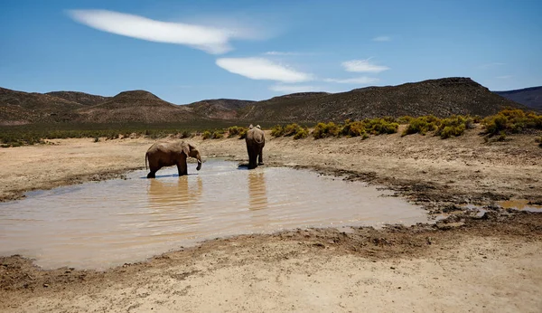 Jag Svalkar Mig Varm Dag Savannah Elefanter Afrikas Slätter — Stockfoto