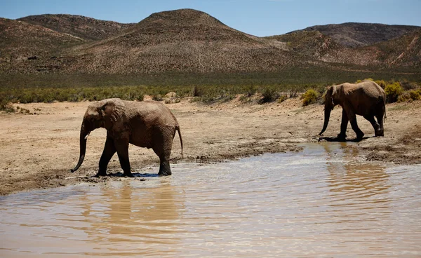 웅덩이에 아프리카 평원의 코끼리들 — 스톡 사진