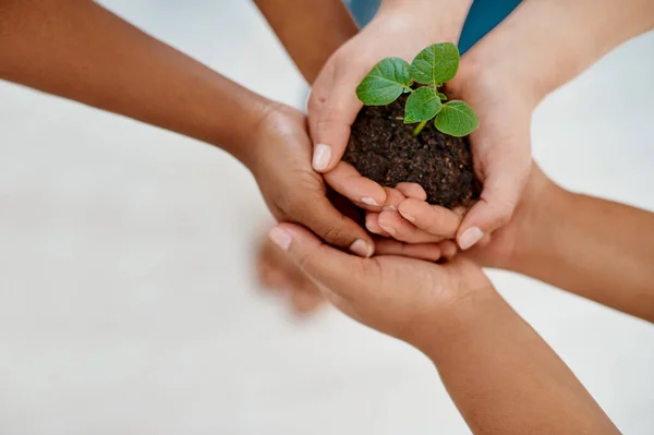 stock image Were responsible for the development and growth of our business. three unrecognizable businesswomen holding a plant growing out of soil inside an office