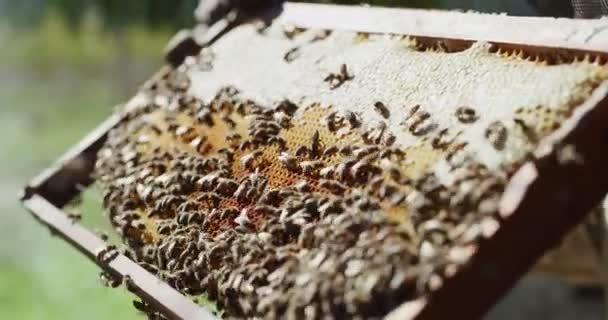Bienen Bienenwaben Und Personen Die Bienenstöcke Anbauen Oder Imker Arbeiten — Stockvideo