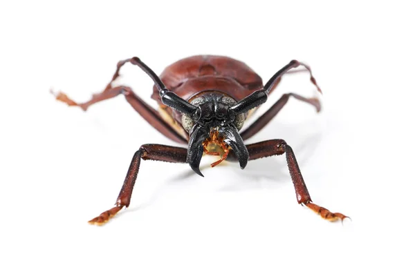 Bug Insecto Escarabajo Sobre Fondo Blanco Estudio Para Vida Silvestre —  Fotos de Stock