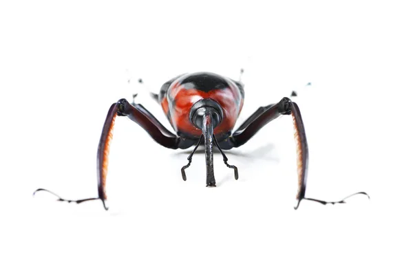 Bug Insect Beetle Studio Wildlife Zoology Natural Ecosystem White Background — Stock Photo, Image