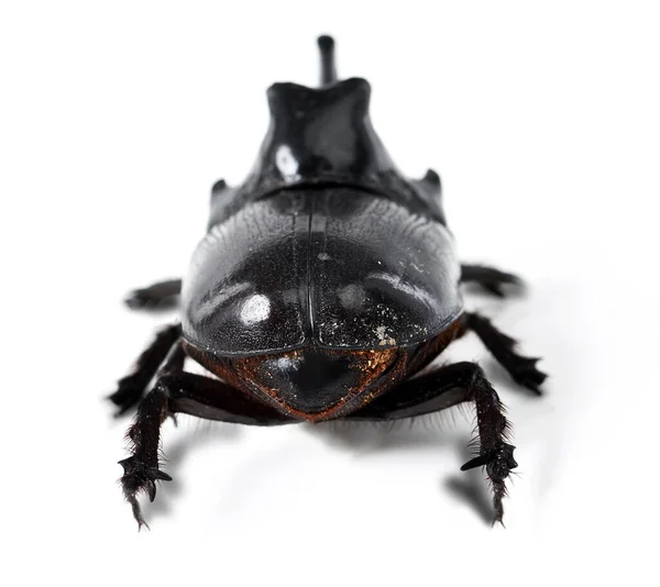 Escarabajo Rinoceronte Negro Insecto Sobre Fondo Blanco Estudio Para Vida — Foto de Stock