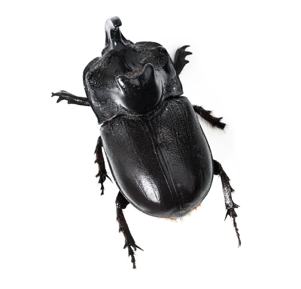 Top View Insect Rhinoceros Beetle White Background Wildlife Zoology Natural — Stock Photo, Image